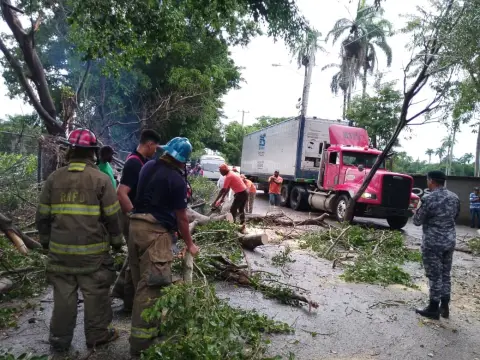 El Equipo de Corte y Poda de Árboles de la Defensa Civil de Mao