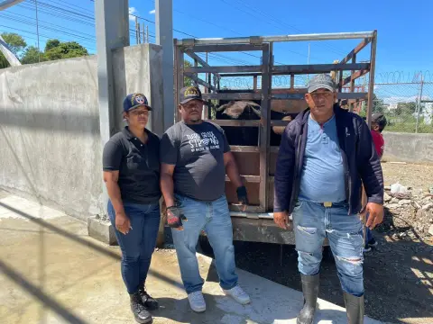 Apresan varios becerros sueltos en carretera Capotillo–Dajabón