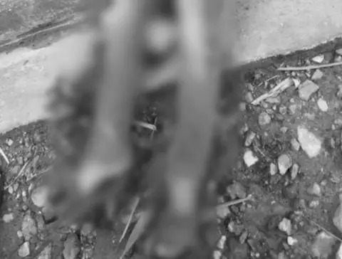 Niño de 9 años muere electrocutado mientras intentaba recoger frutas